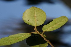 Elaeocarpus gaussenii